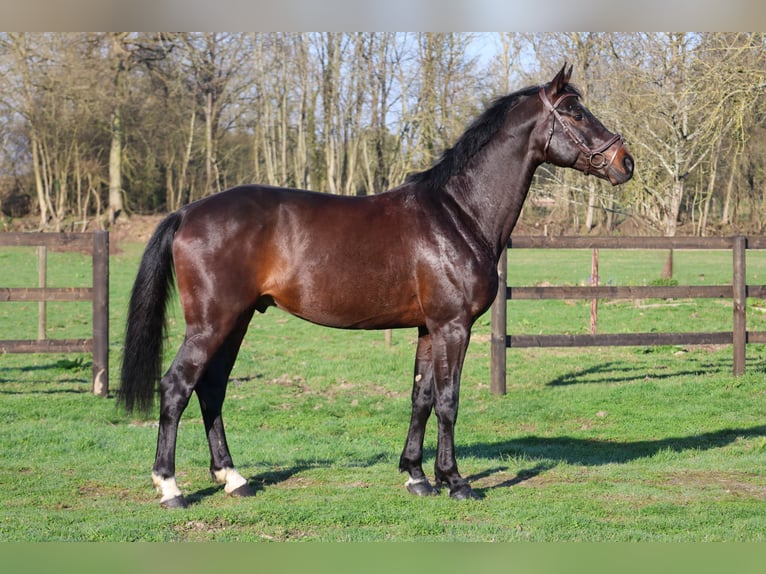 Holsteiner Étalon 6 Ans 167 cm Bai in GROTE-BROGEL