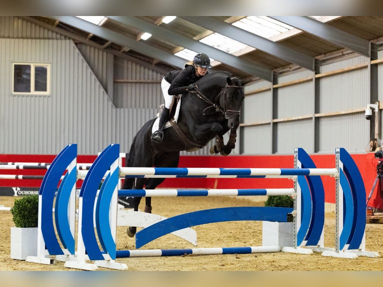 Holsteiner Étalon 6 Ans 175 cm Noir in Waddinxveen