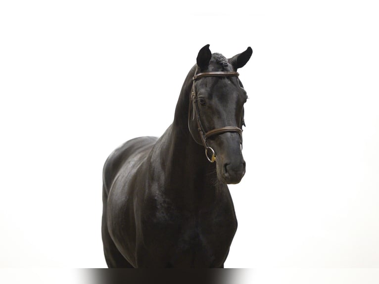 Holsteiner Étalon 6 Ans 175 cm Noir in Waddinxveen