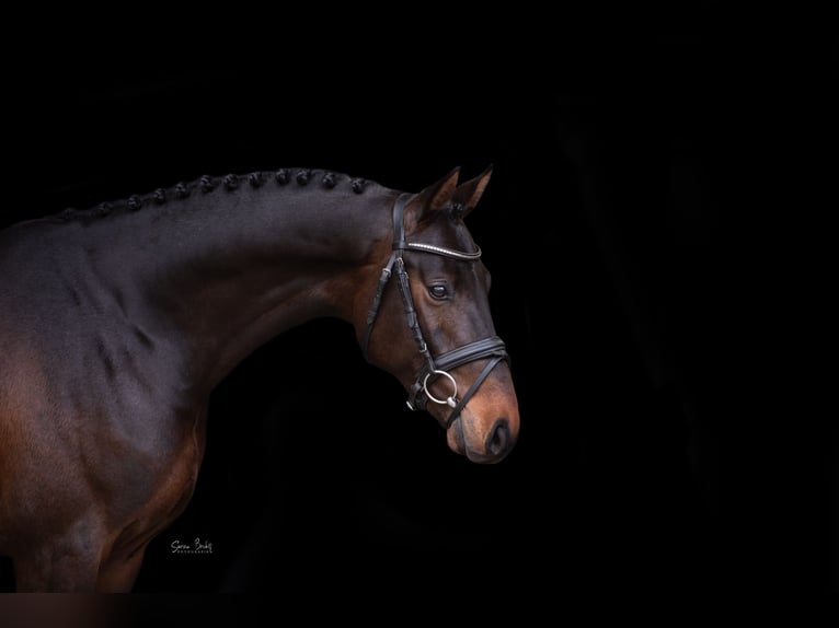 Holsteiner Étalon Bai in Aukrug