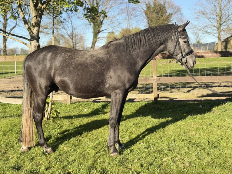 Holsteiner Étalon Gris noir in ItzehoeItzehoe