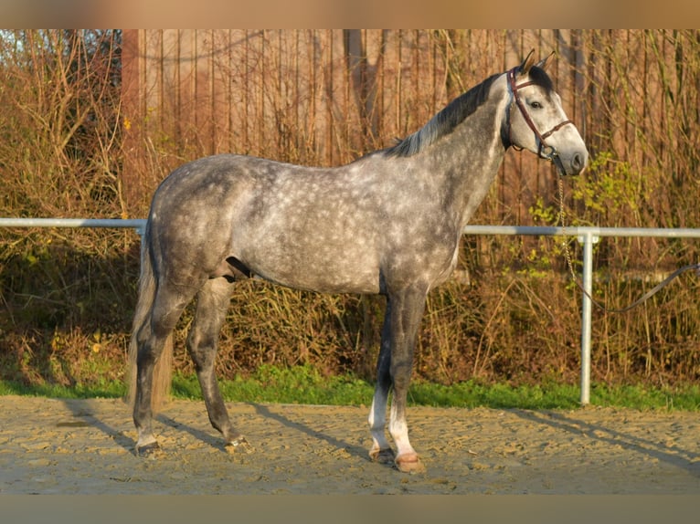 Holsteiner Étalon Gris pommelé in Geilenkirchen