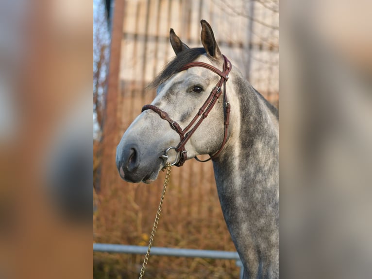 Holsteiner Étalon Gris pommelé in Geilenkirchen