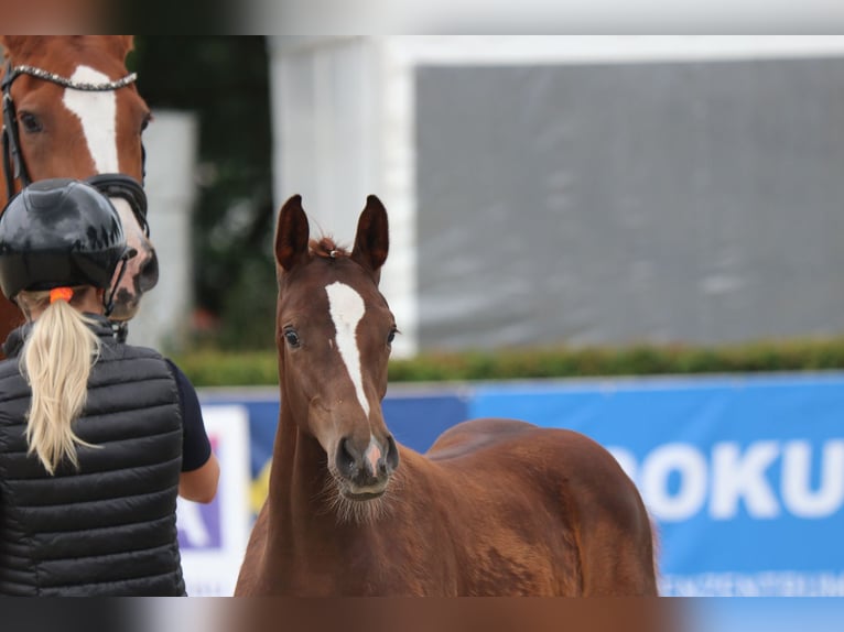 Holsteiner Étalon Poulain (04/2025) 145 cm Alezan brûlé in Ladelund
