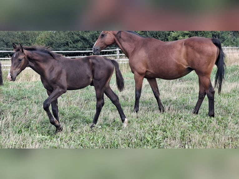 Holsteiner Étalon Poulain (04/2026) 168 cm Bai brun in Pronstorf