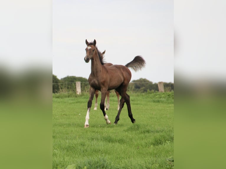 Holsteiner Étalon Poulain (04/2026) 168 cm Gris in SeedorF