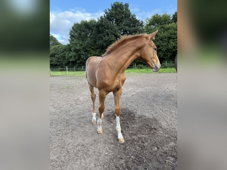 Holsteiner Étalon Poulain (05/2025) 170 cm Alezan in Kellinghusen