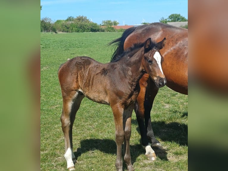 Holsteiner Étalon Poulain (04/2025) 170 cm Bai brun in Winkelstedt