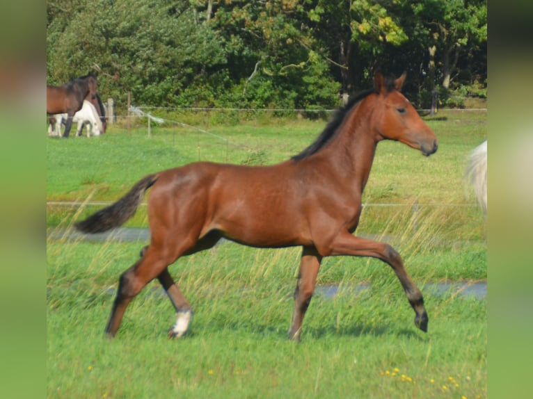 Holsteiner Étalon Poulain (05/2026) 170 cm Bai cerise in Ribe