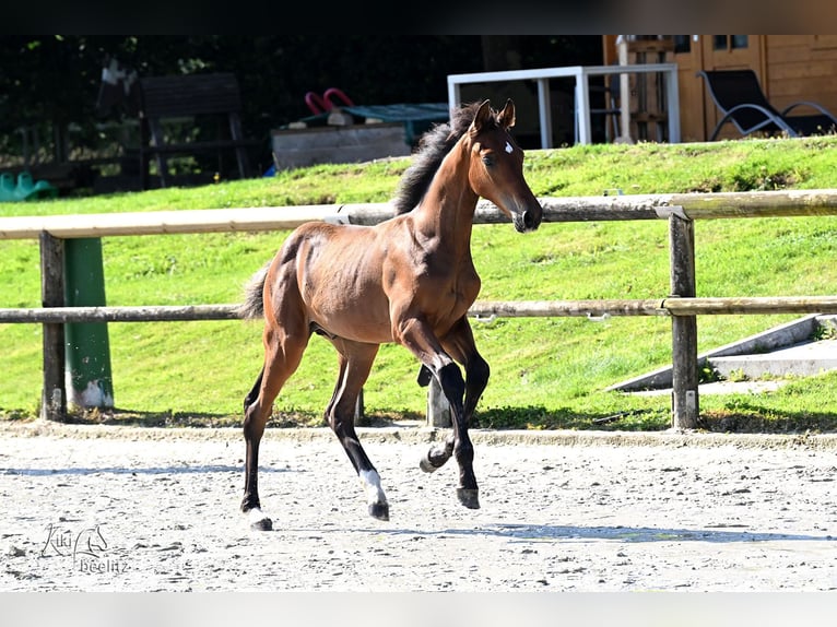 Holsteiner Étalon Poulain (04/2025) 170 cm Bai in Eslohe
