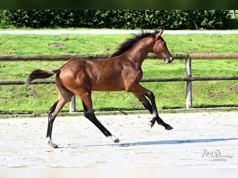 Holsteiner Étalon Poulain (04/2025) 170 cm Bai in Eslohe