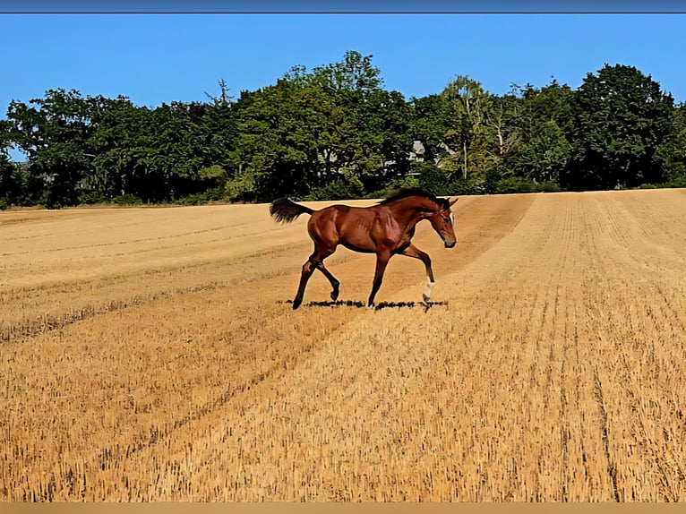 Holsteiner Étalon Poulain (03/2025) 170 cm Bai in Neustadt