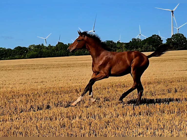 Holsteiner Étalon Poulain (03/2025) 170 cm Bai in Neustadt