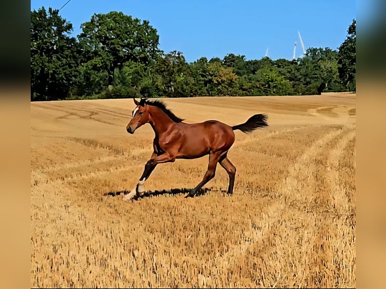 Holsteiner Étalon Poulain (03/2025) 170 cm Bai in Neustadt