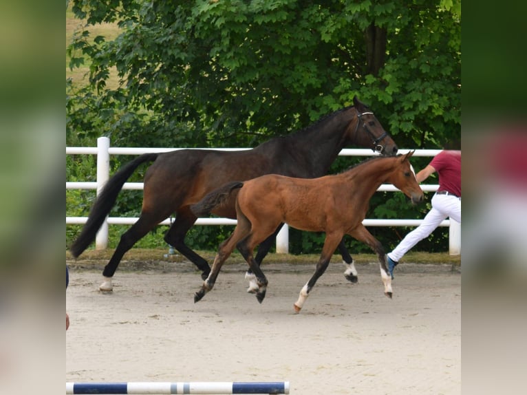 Holsteiner Étalon Poulain (03/2025) 170 cm Bai in Neustadt