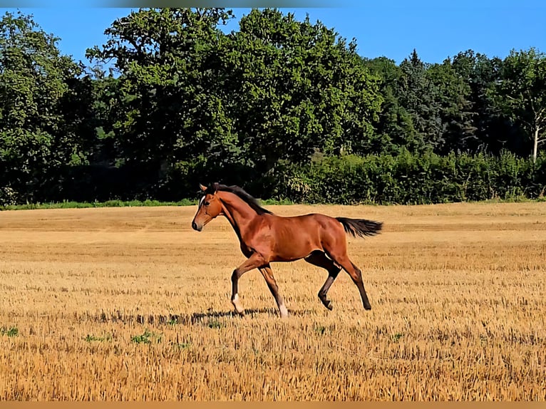 Holsteiner Étalon Poulain (03/2025) 170 cm Bai in Neustadt