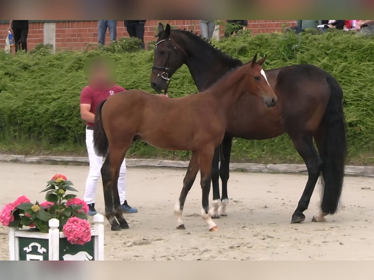 Holsteiner Étalon Poulain (03/2025) 170 cm Bai in Neustadt