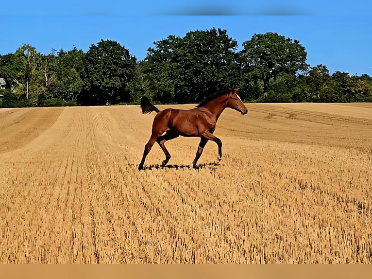 Holsteiner Étalon Poulain (03/2025) 170 cm Bai in Neustadt