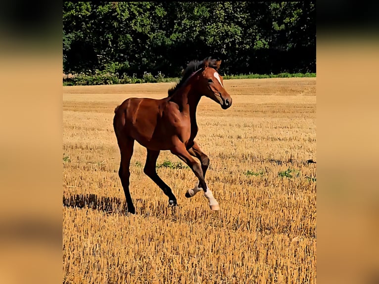 Holsteiner Étalon Poulain (03/2025) 170 cm Bai in Neustadt