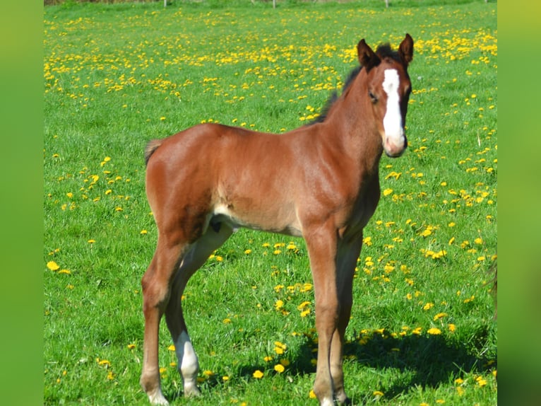 Holsteiner Étalon 170 cm Bai in Goldelund Holsteiner Étalon 170 cm Bai in Goldelund