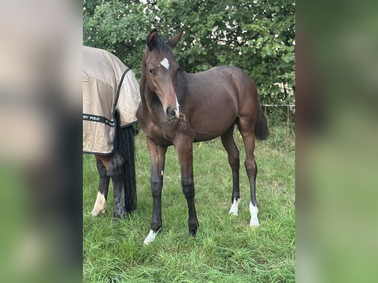Holsteiner Étalon Poulain (03/2025) 170 cm Bai clair in Basthorst