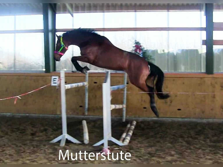 Holsteiner Étalon Poulain (03/2026) 172 cm Bai in Pronstorf