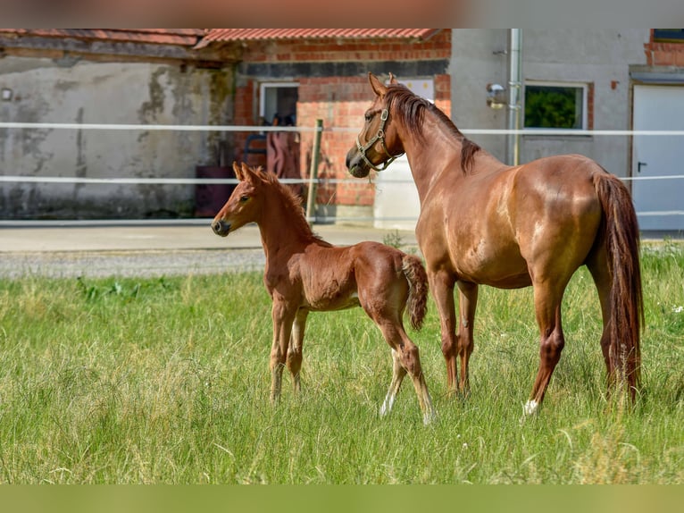 Holsteiner Étalon  176 cm Alezan brûlé in Langenau