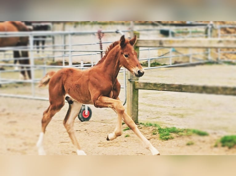 Holsteiner Étalon  176 cm Alezan brûlé in Langenau