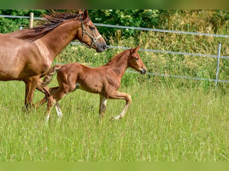 Holsteiner Étalon  176 cm Alezan brûlé in Langenau