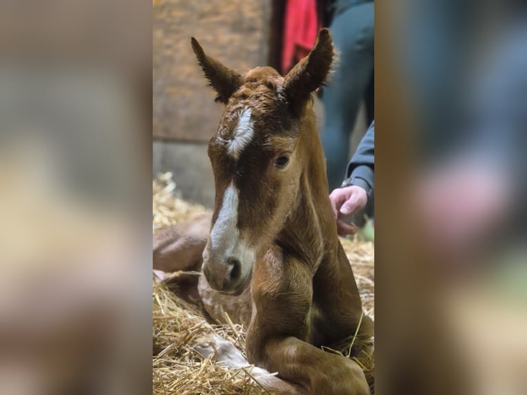 Holsteiner Étalon Poulain (03/2026) Alezan in Ladelund