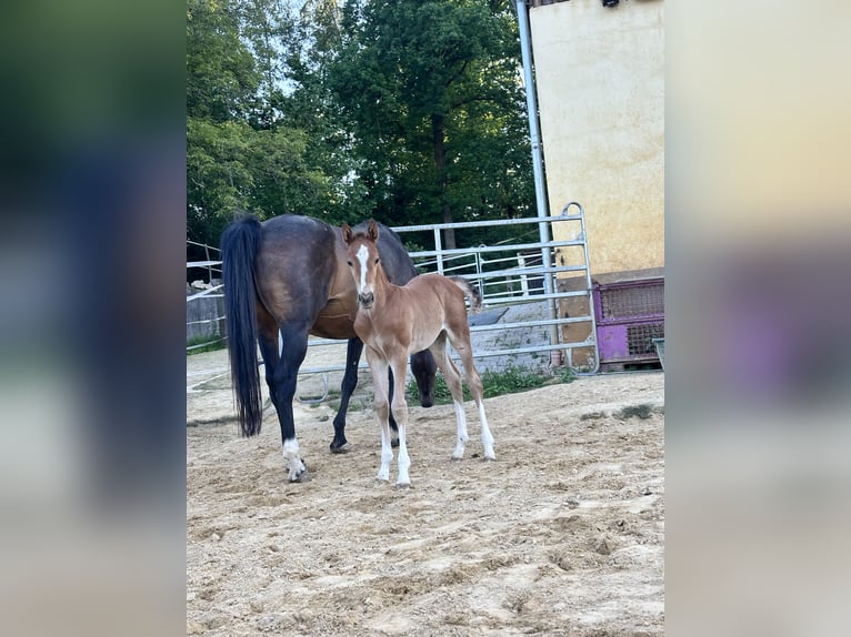 Holsteiner Étalon Poulain (05/2025) Alezan in K&#xFC;mmersbruck