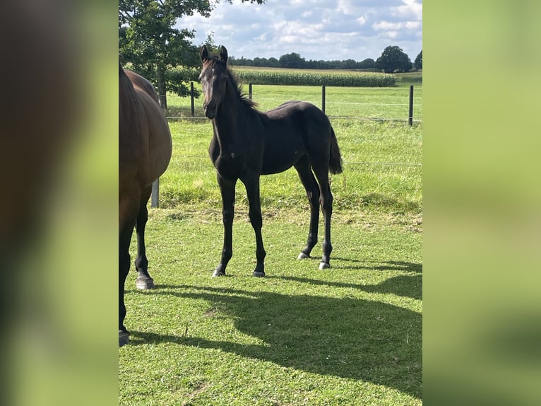 Holsteiner Étalon Poulain (04/2025) Bai brun in Bredenbek