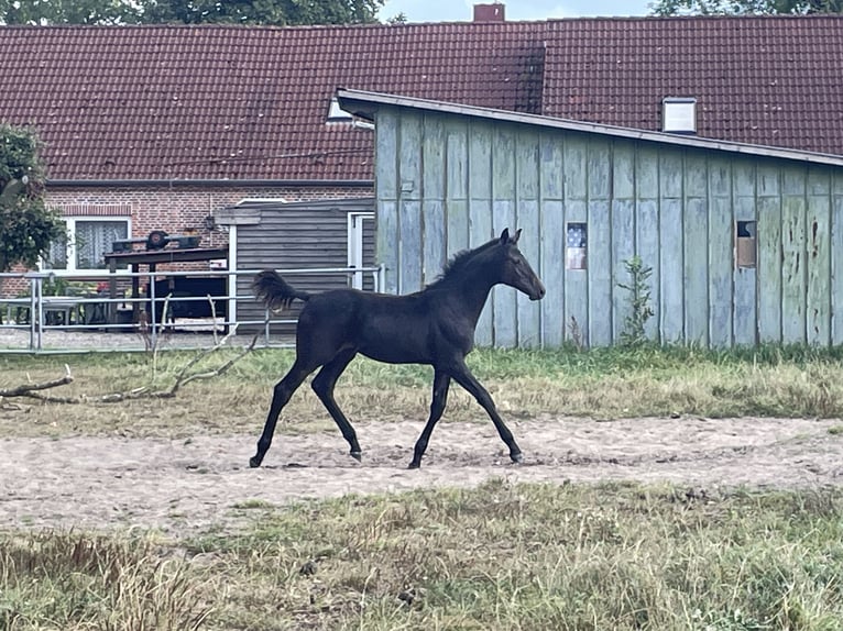 Holsteiner Étalon Poulain (04/2025) Bai brun in Bredenbek