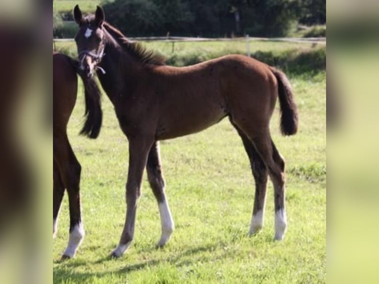 Holsteiner Étalon Poulain (05/2024) Bai brun in Behrendorf