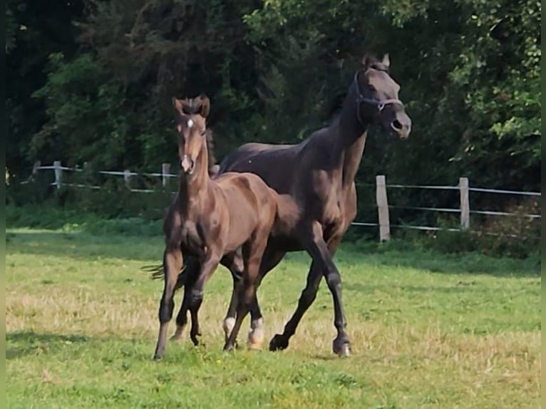 Holsteiner Étalon Poulain (05/2025) Bai brun in Bad Bramstedt