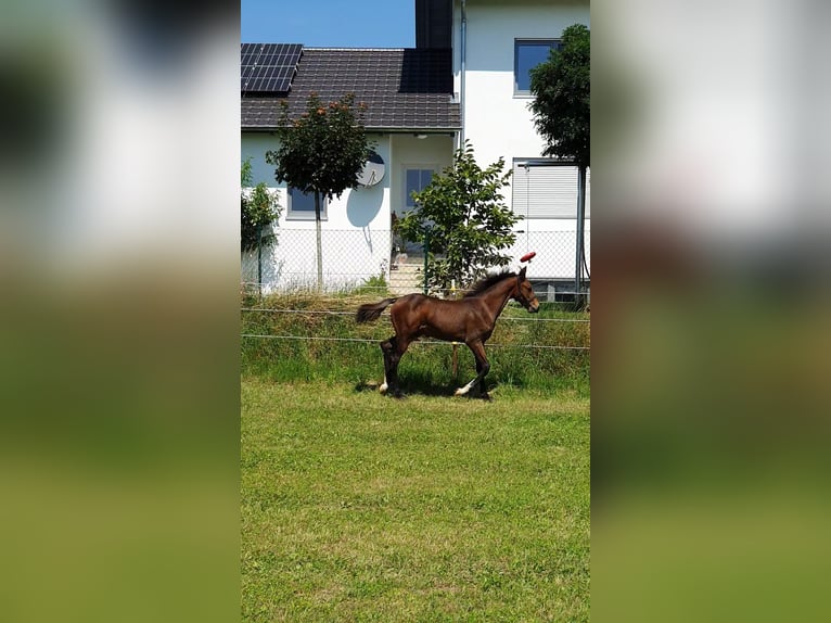 Holsteiner Étalon Poulain (04/2025) Bai in Vilsbiburg