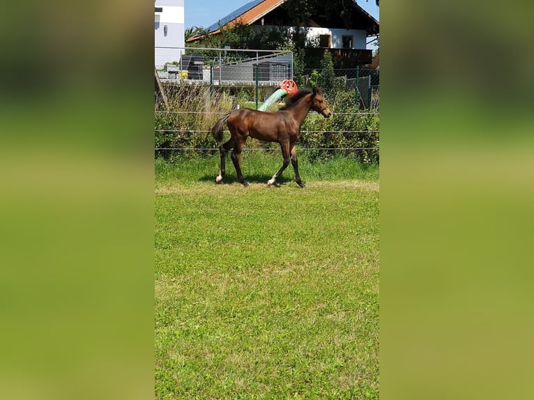 Holsteiner Étalon Poulain (04/2025) Bai in Vilsbiburg