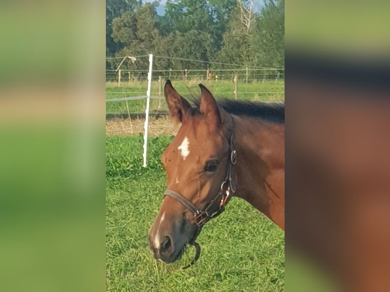 Holsteiner Étalon Poulain (05/2025) Bai in Bad Boll