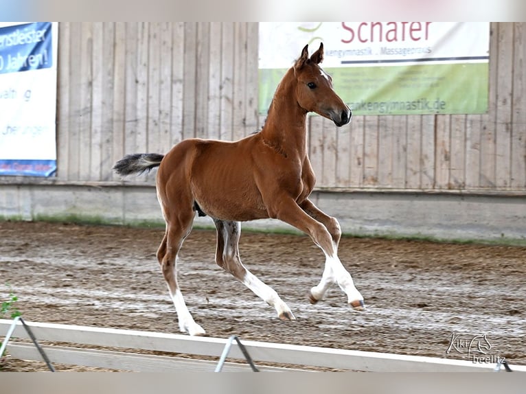 Holsteiner Étalon Poulain (05/2025) Bai in Bad Boll