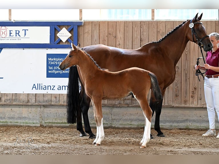 Holsteiner Étalon Poulain (05/2025) Bai in Bad Boll
