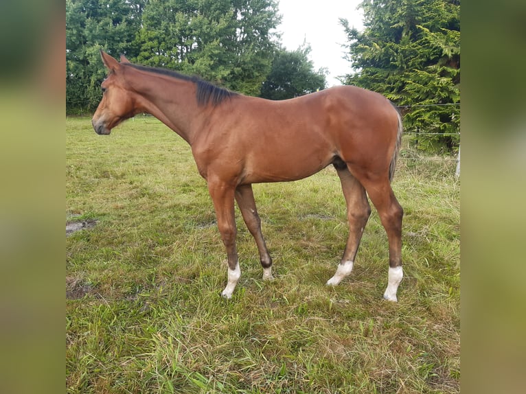 Holsteiner Étalon Poulain (05/2025) Bai in B&#xF6;rm