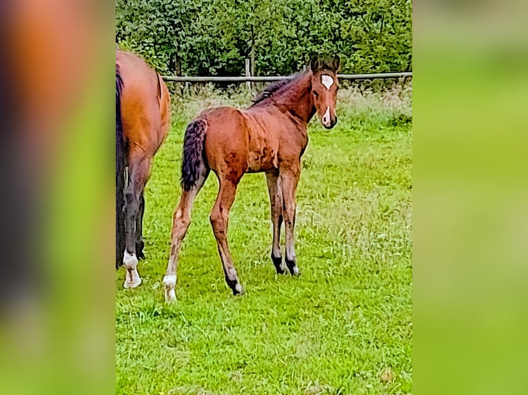 Holsteiner Étalon Poulain (04/2025) Bai in Brande-H&#xF6;rnerkirchen