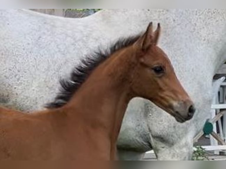 Holsteiner Étalon Poulain (06/2026) Bai in Borstorf