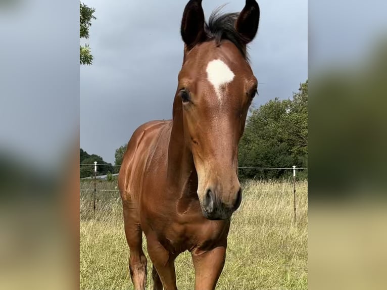 Holsteiner Étalon Poulain (05/2026) Bai in Dechow