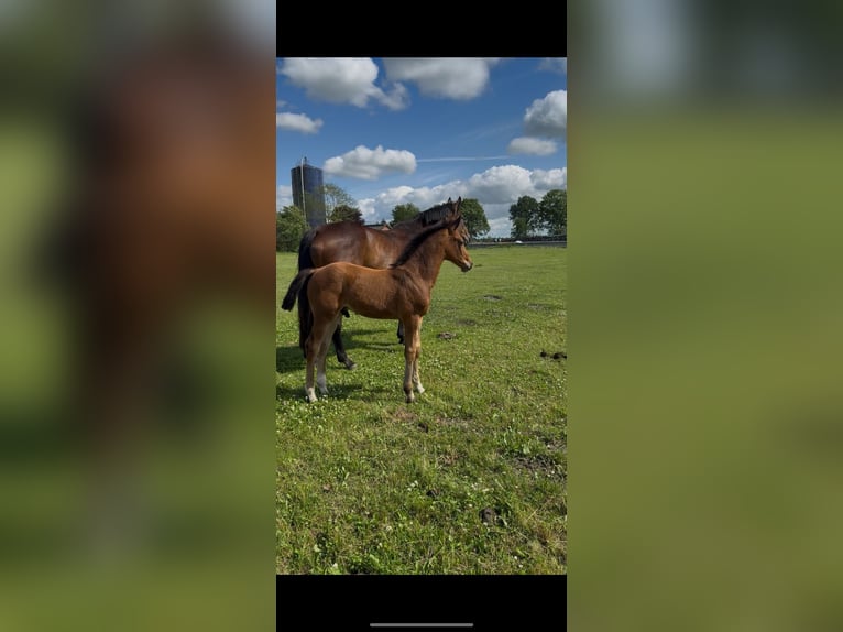 Holsteiner Étalon Poulain (04/2025) Bai in Norddorf