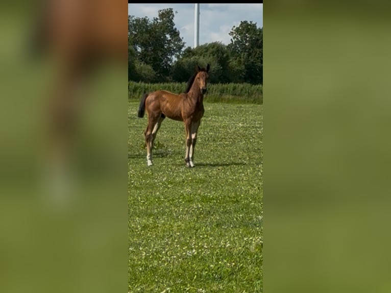Holsteiner Étalon Poulain (04/2025) Bai in Norddorf