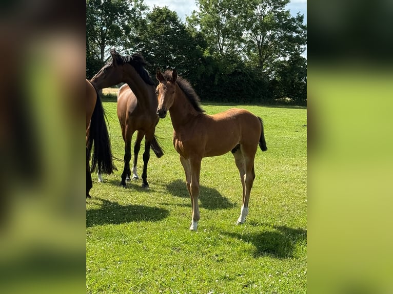 Holsteiner Étalon Poulain (04/2025) Bai in Norddorf