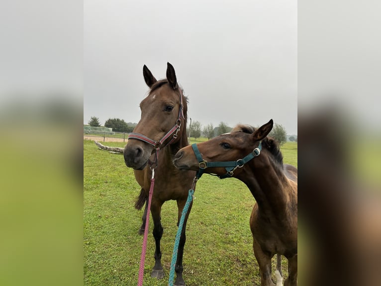 Holsteiner Étalon  Bai in Westerstede