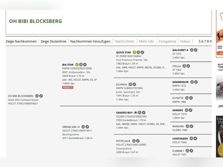 Holsteiner Étalon Poulain (04/2026) Bai in Heiligengrabe