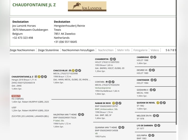 Holsteiner Étalon Poulain (04/2026) Bai in Heiligengrabe